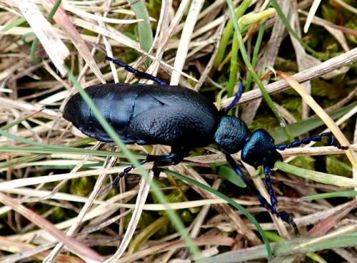 Meloe sp.